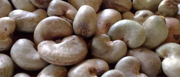 Raw Cashew Nuts